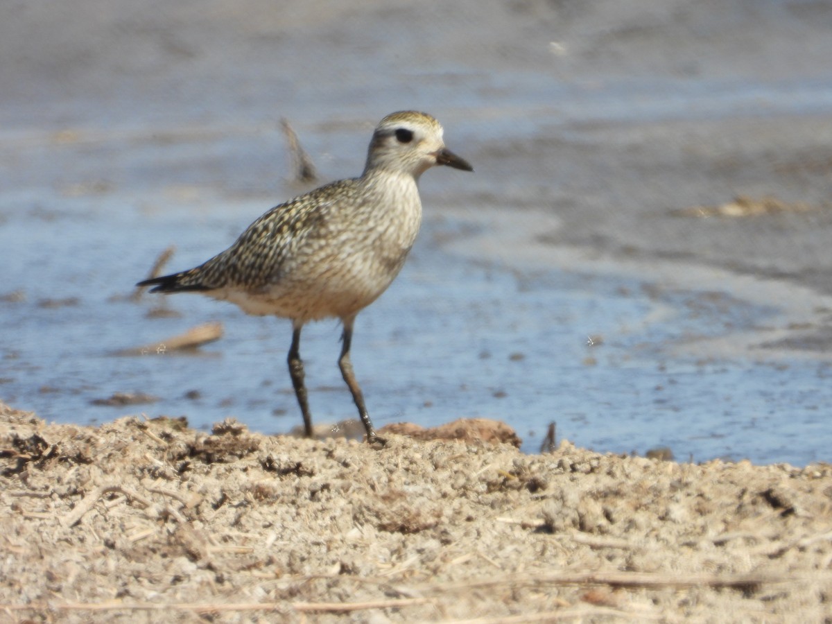 Black-bellied Plover - ML642688618