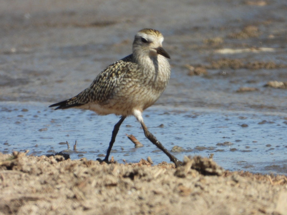 Black-bellied Plover - ML642688620
