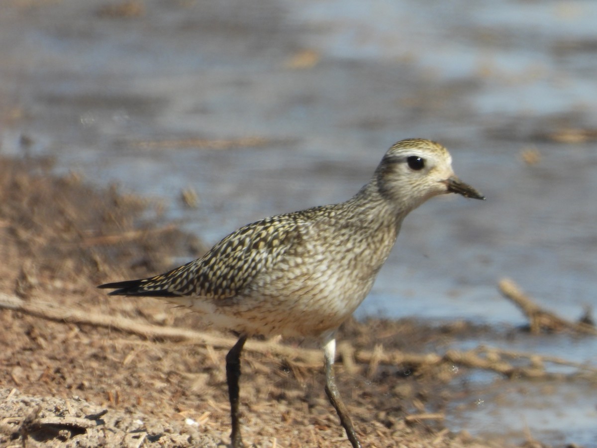 Black-bellied Plover - ML642688622