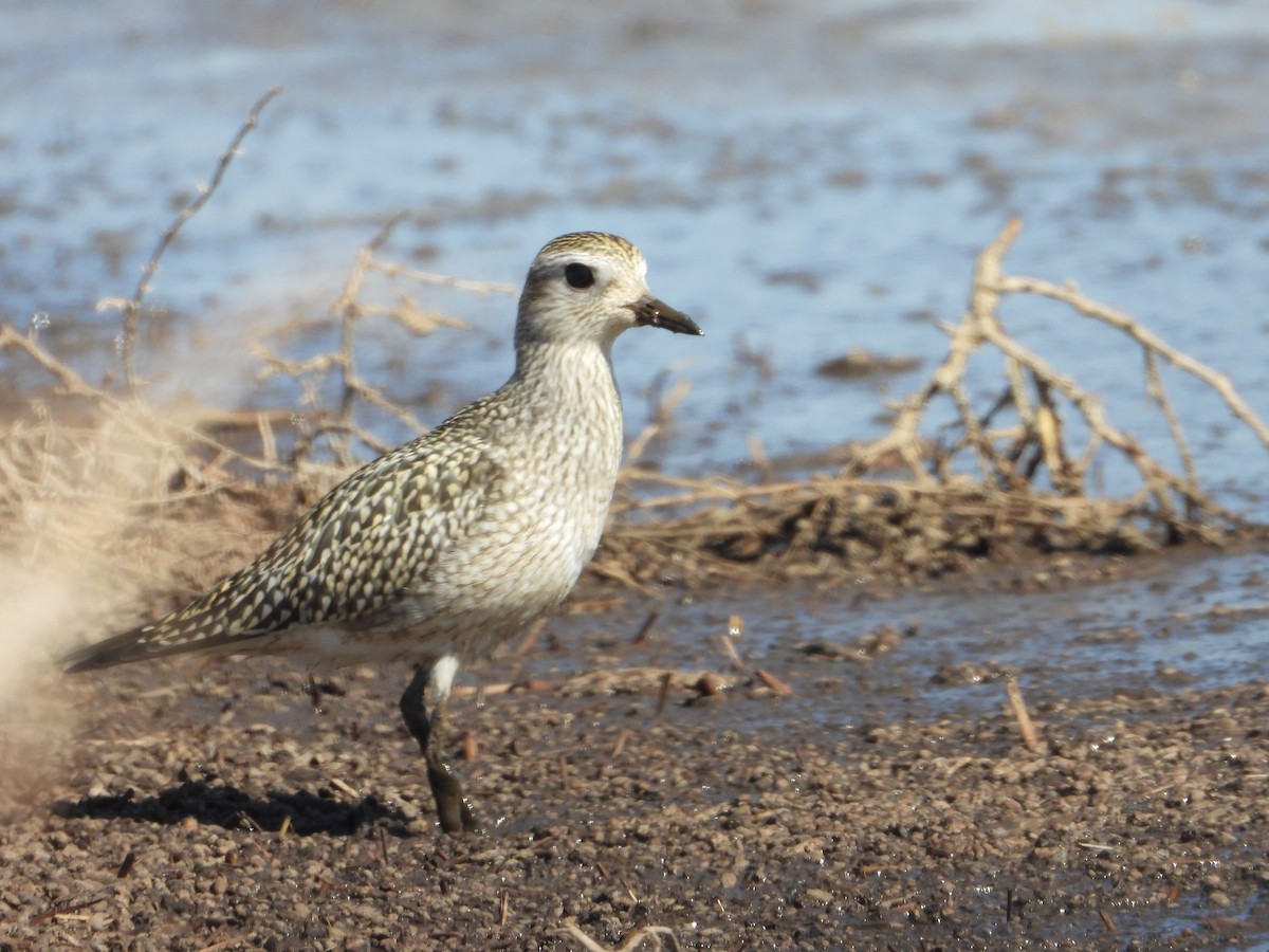 Black-bellied Plover - ML642688624