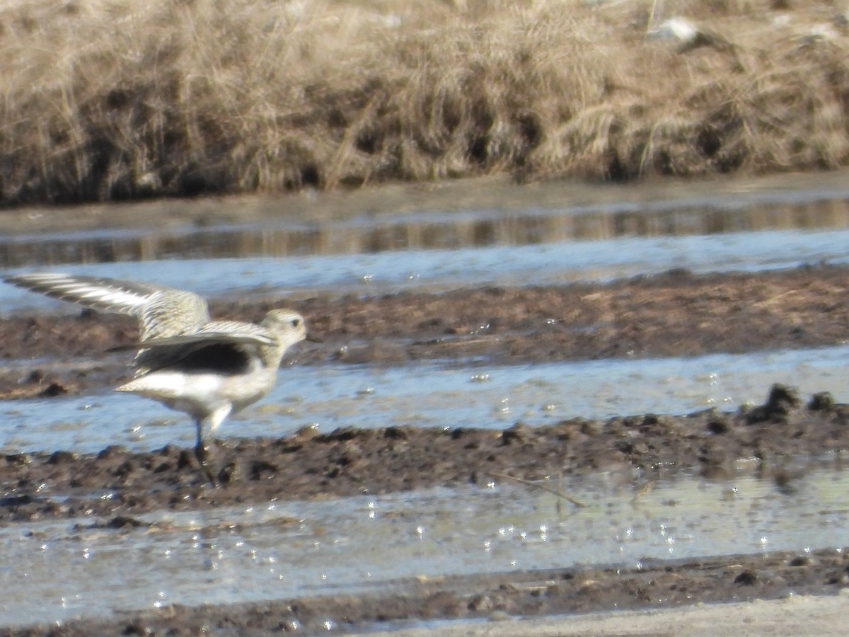 Black-bellied Plover - ML642688625
