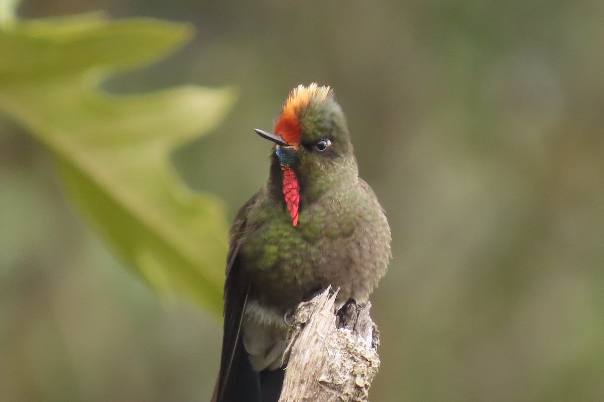Rainbow-bearded Thornbill - ML642688627