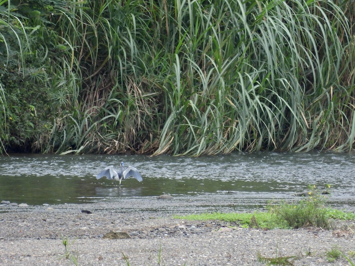 Tricolored Heron - ML642688628
