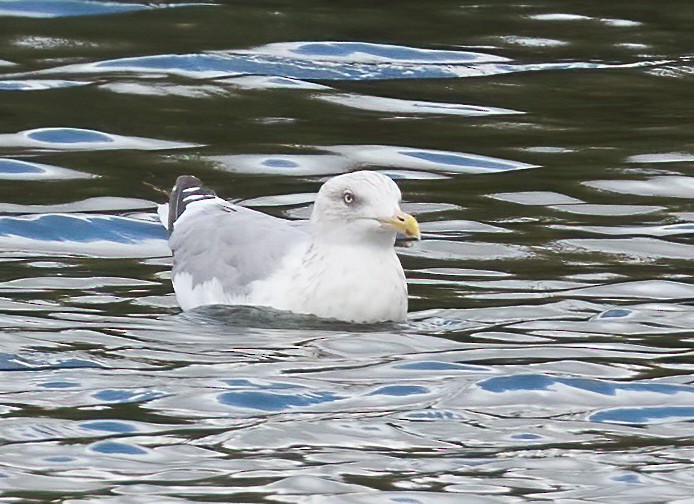 Goéland hudsonien - ML642688630