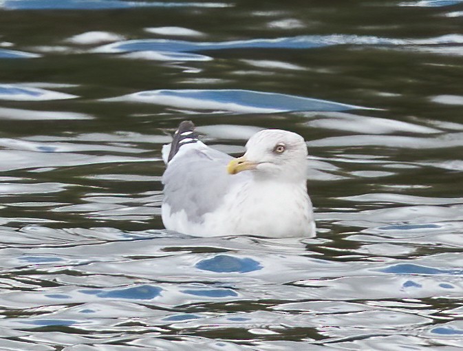 Goéland hudsonien - ML642688631