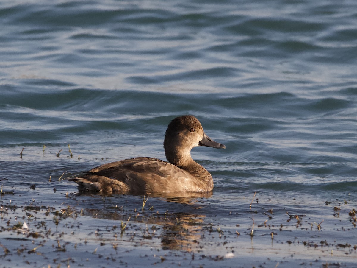 Redhead - ML642688637