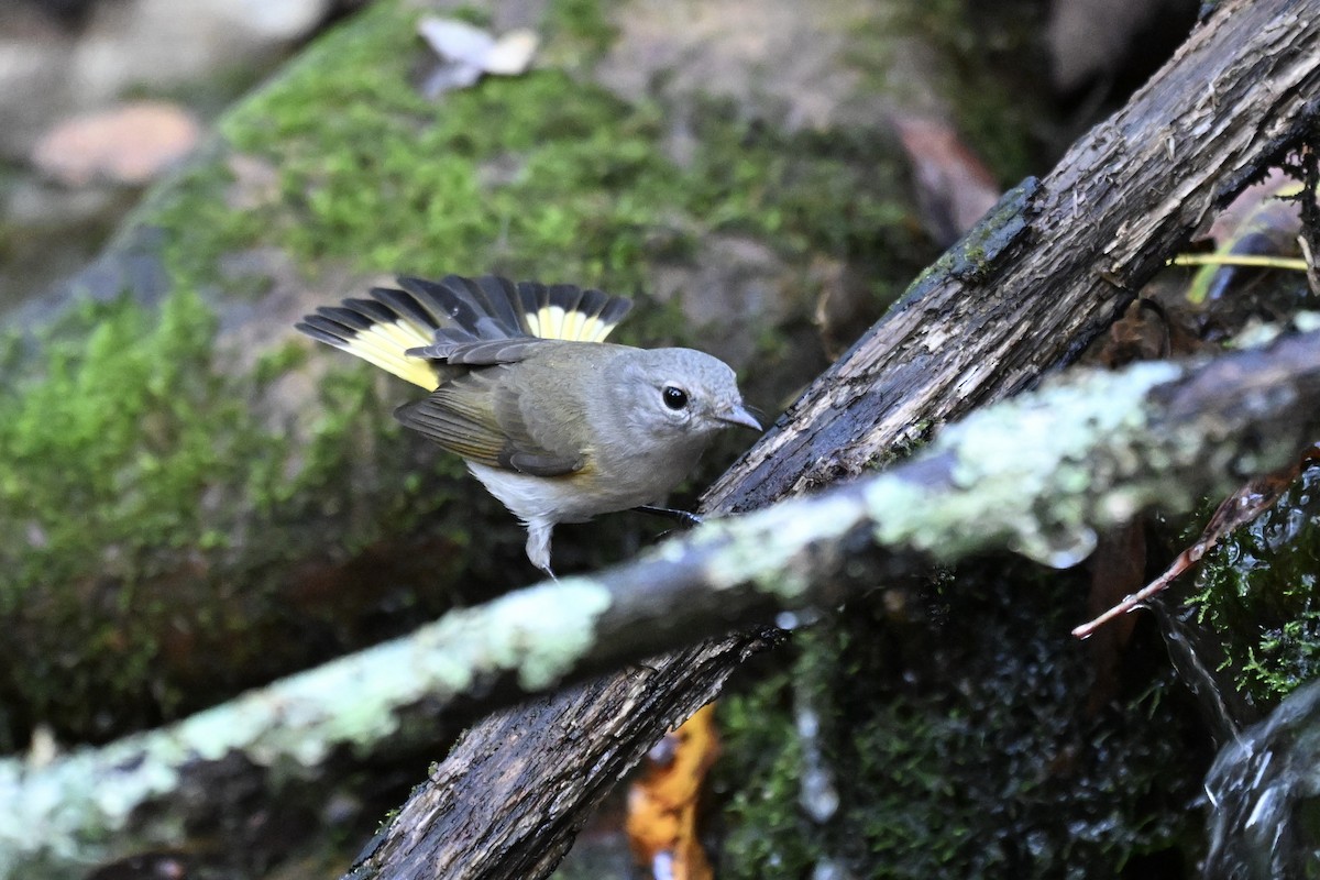 American Redstart - ML642688640