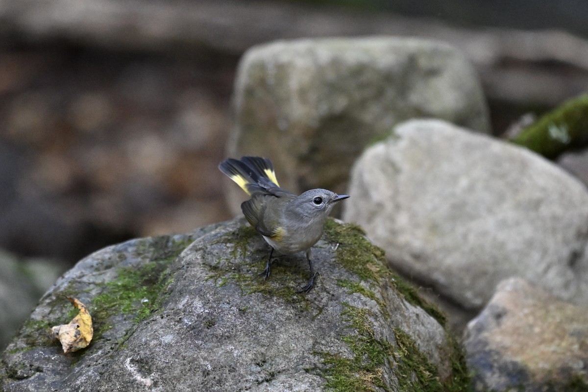 American Redstart - ML642688644