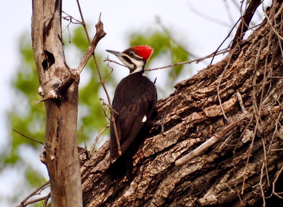 Pileated Woodpecker - ML642688647
