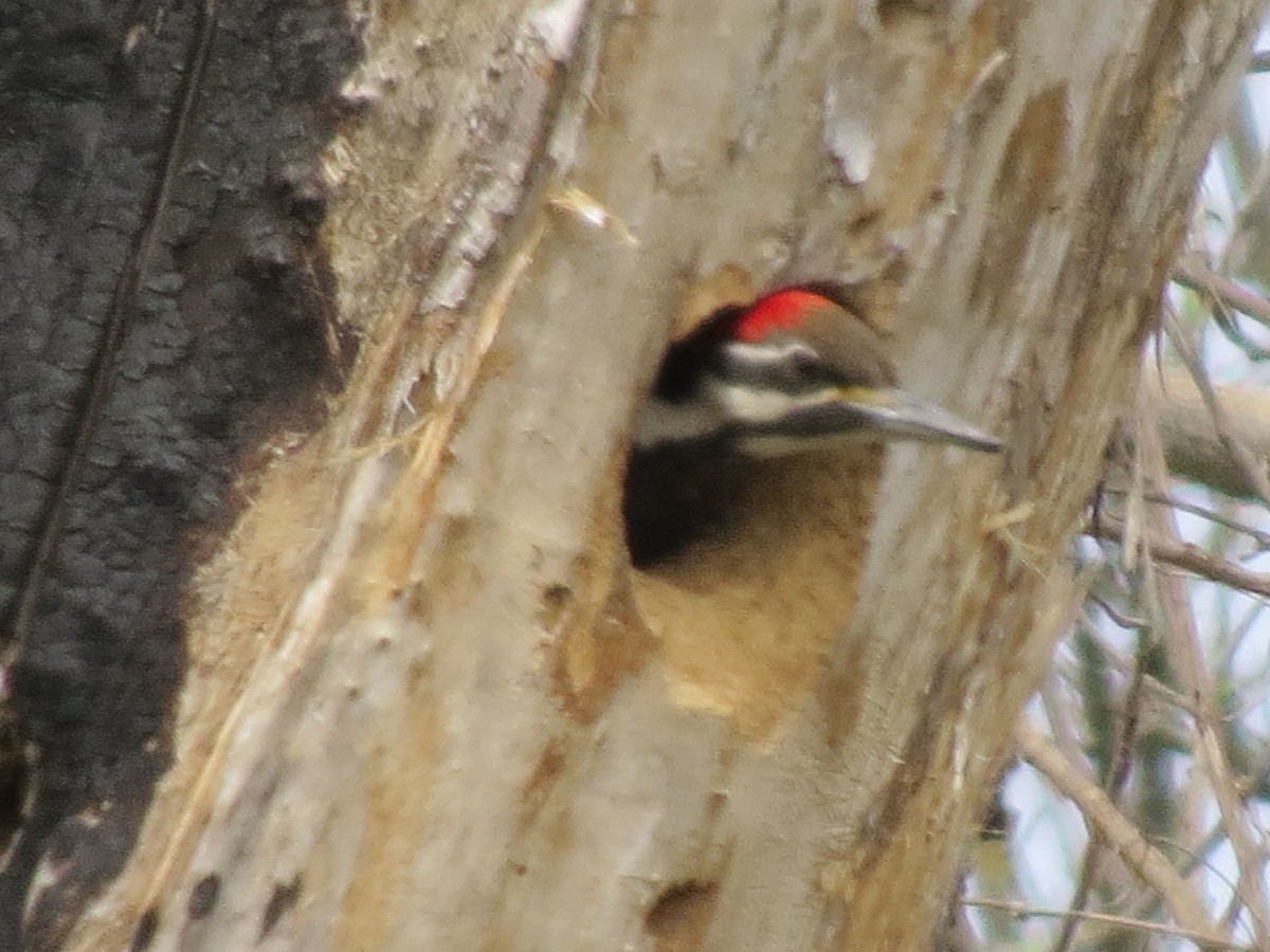 Pileated Woodpecker - ML642688648
