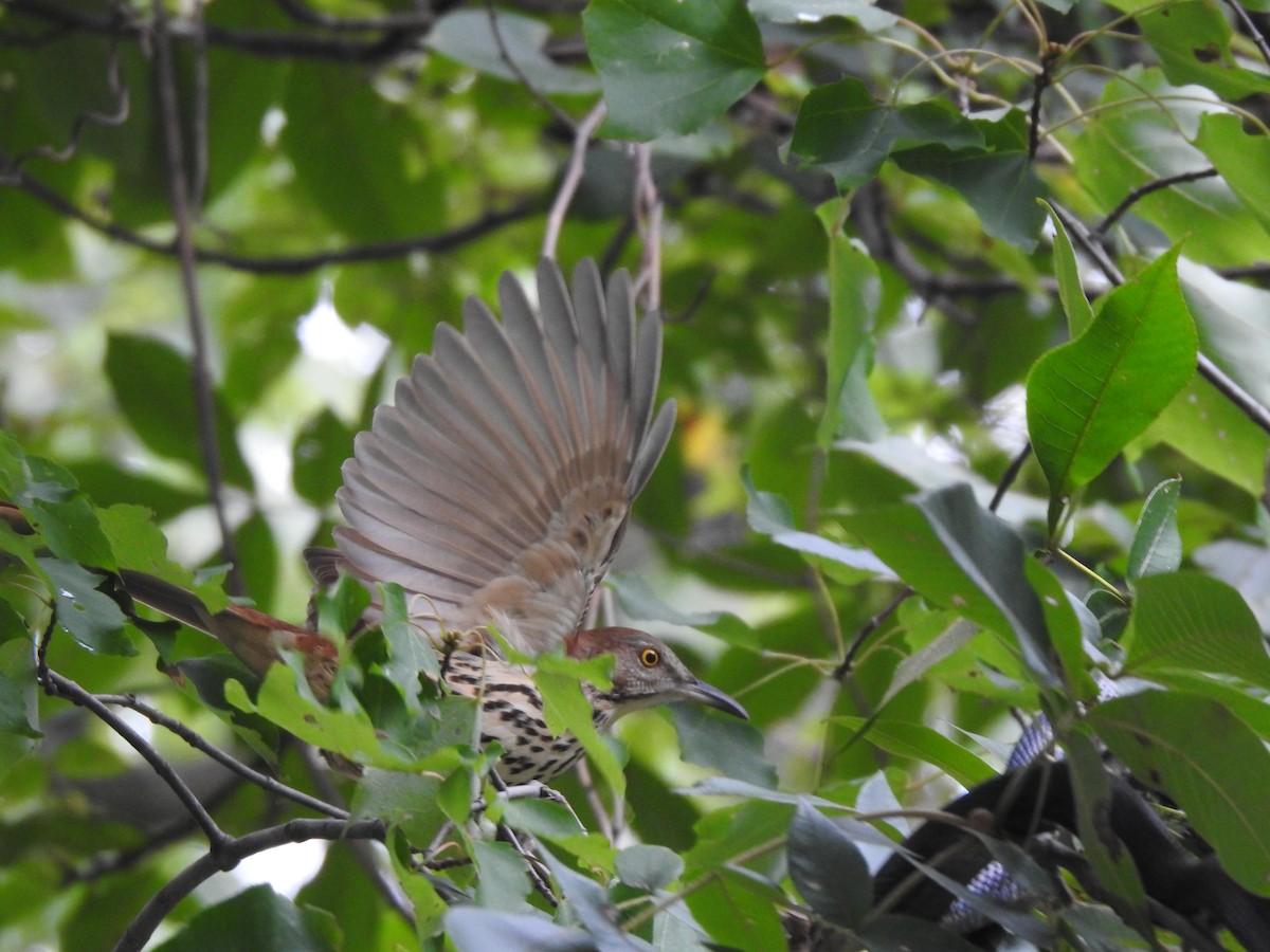 Brown Thrasher - ML642688652