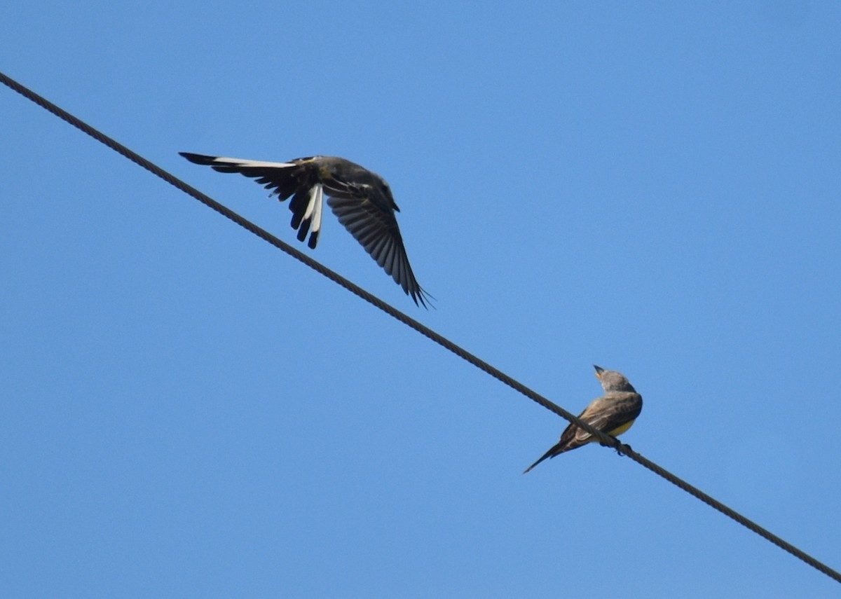 Scissor-tailed Flycatcher - ML642688654