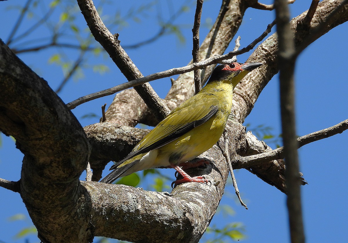 Australasian Figbird - ML642688655