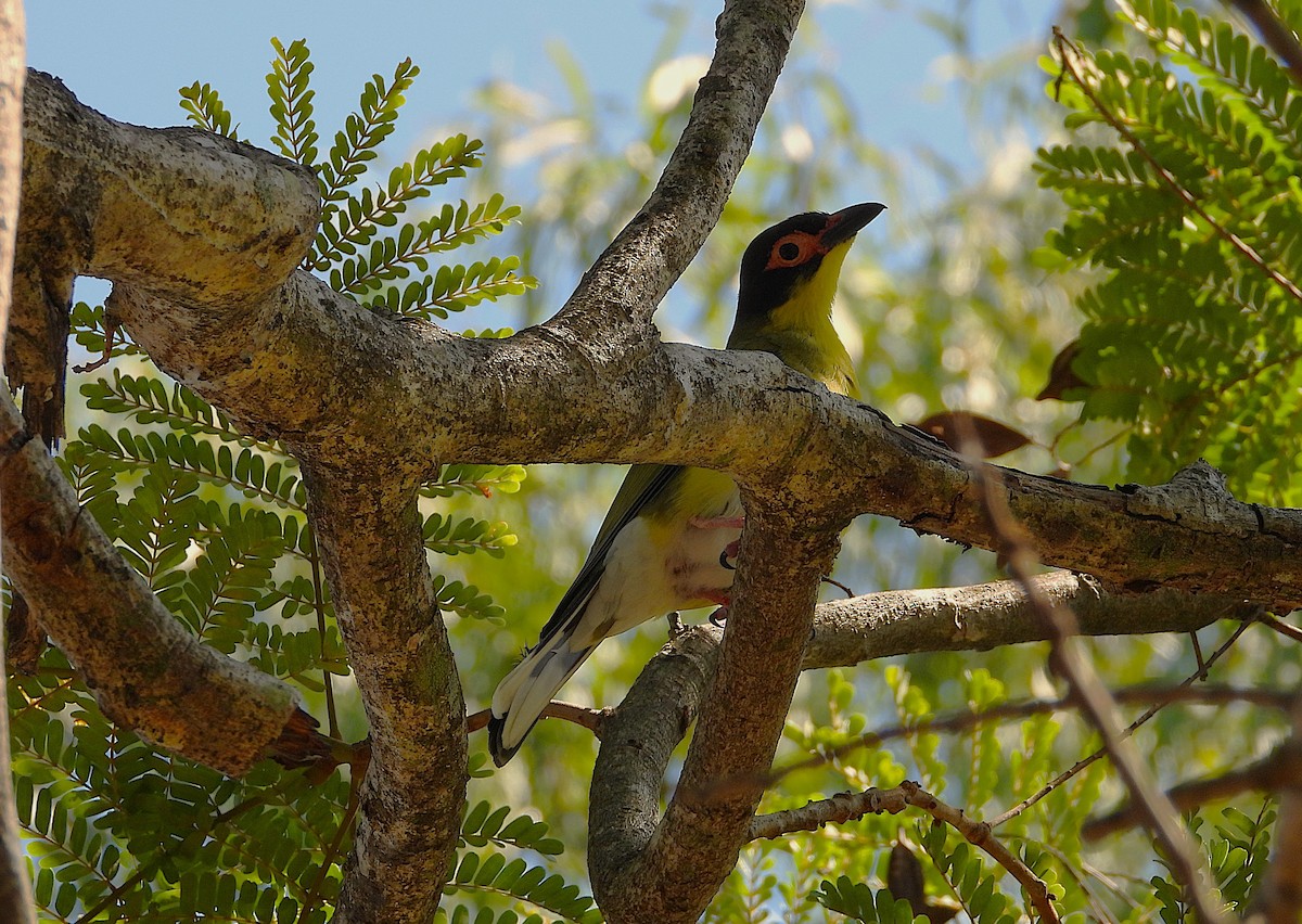 Australasian Figbird - ML642688657