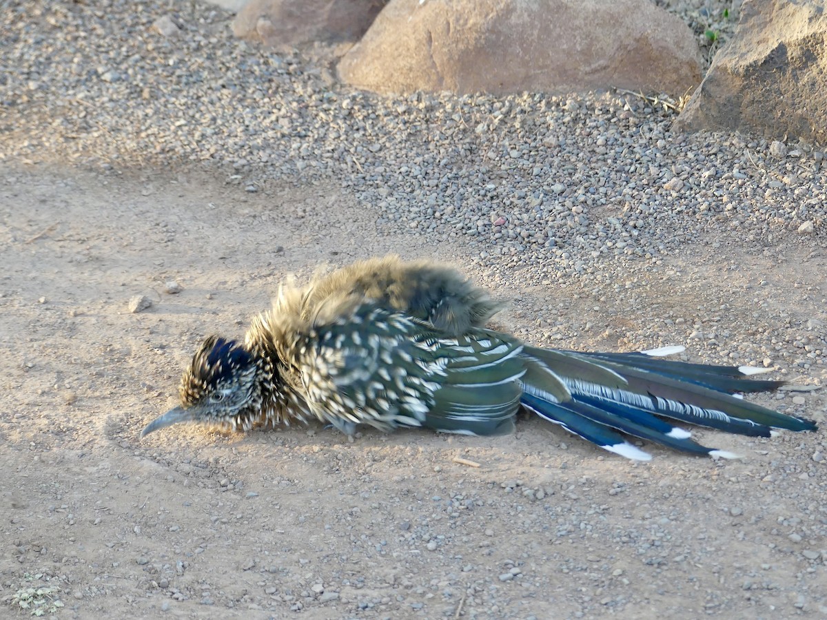 Greater Roadrunner - ML642688658