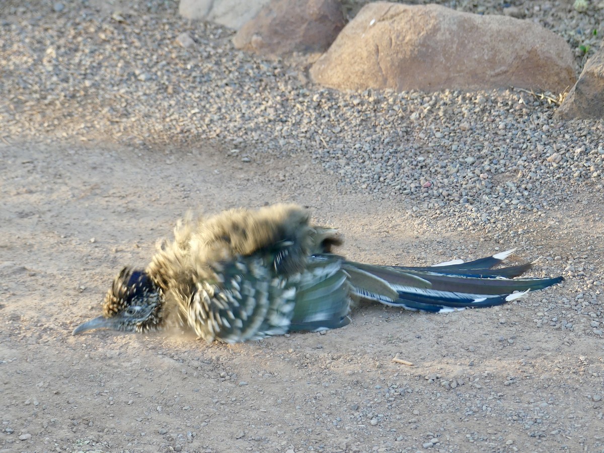 Greater Roadrunner - ML642688660