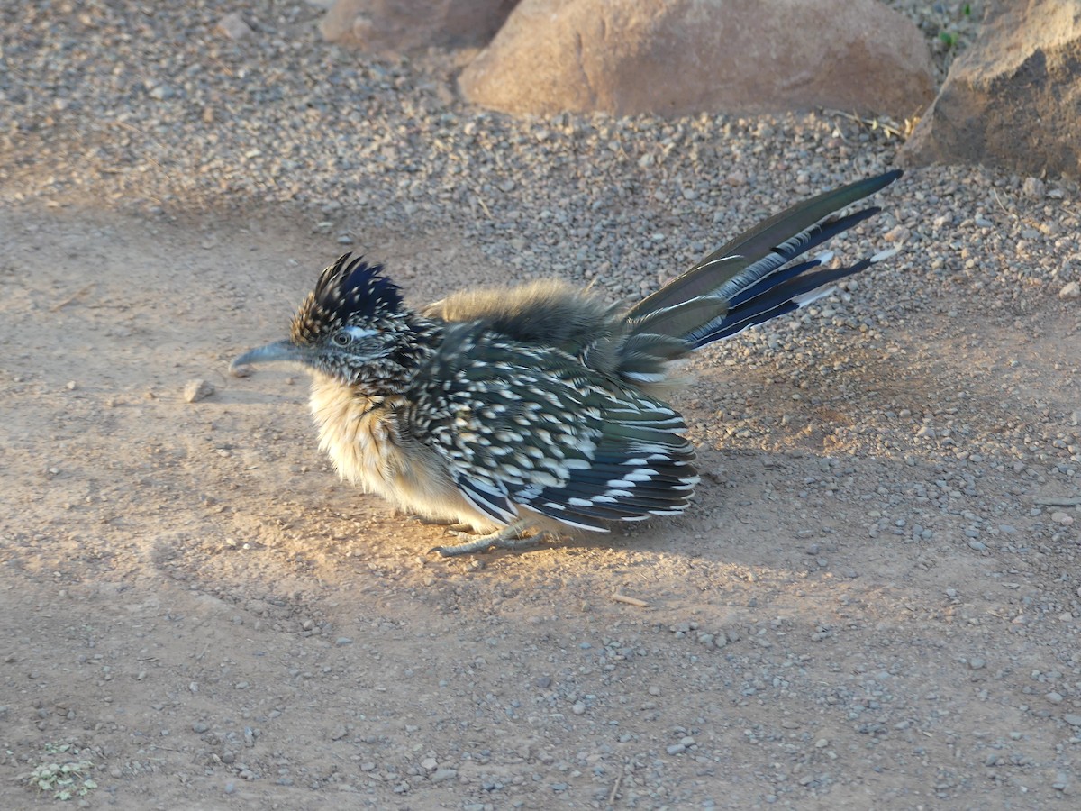 Greater Roadrunner - ML642688661
