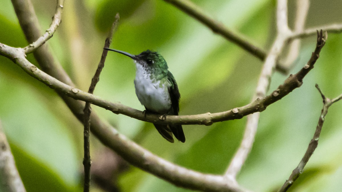 Andean Emerald - ML642688662