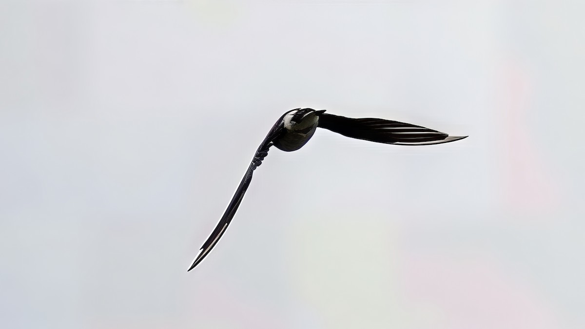 Tree/Violet-green Swallow - ML642688663