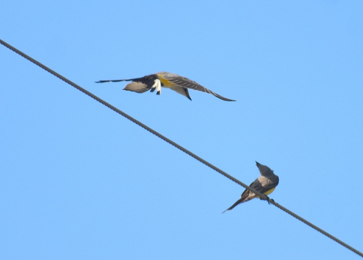 Scissor-tailed Flycatcher - ML642688664