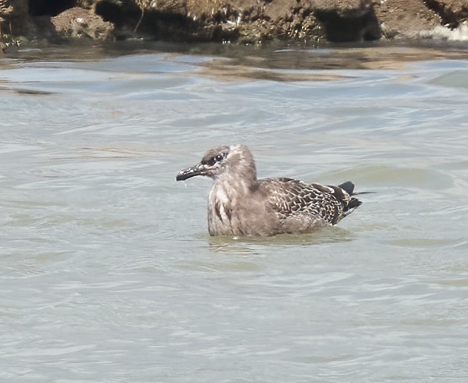 California Gull - ML642688666