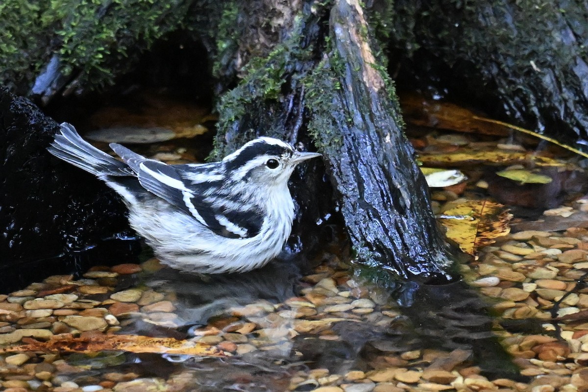 Black-and-white Warbler - ML642688669