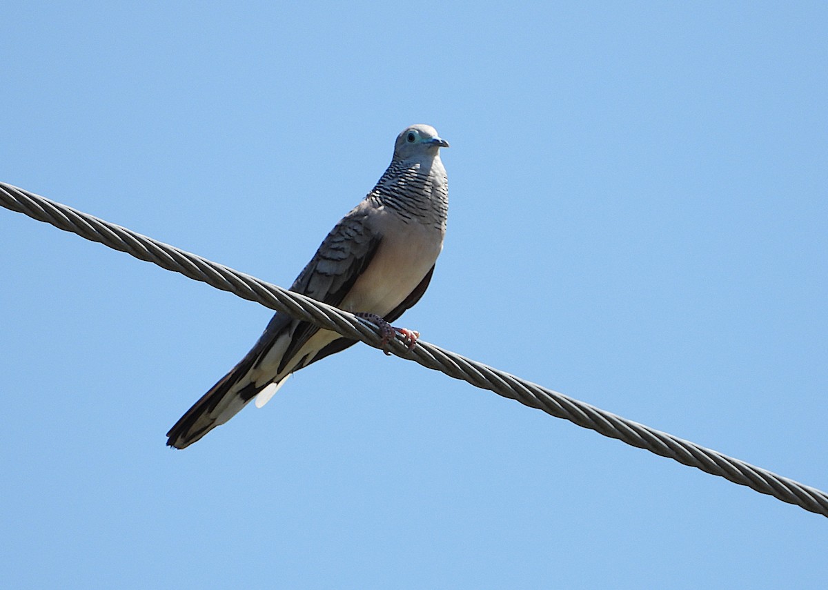 Peaceful Dove - ML642688670