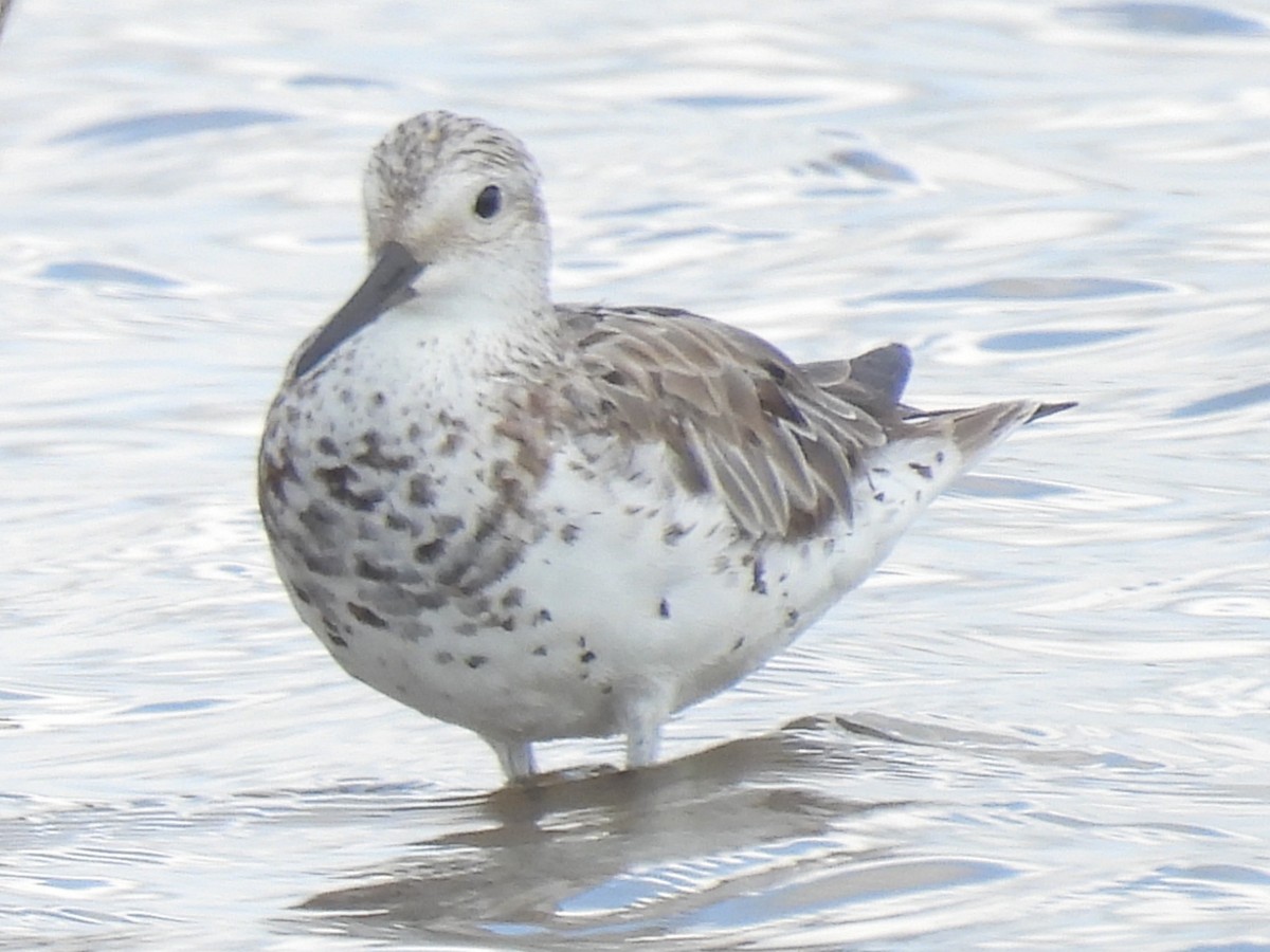 Great Knot - ML642688671