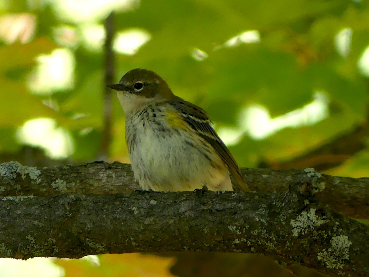 Yellow-rumped Warbler - ML642688673