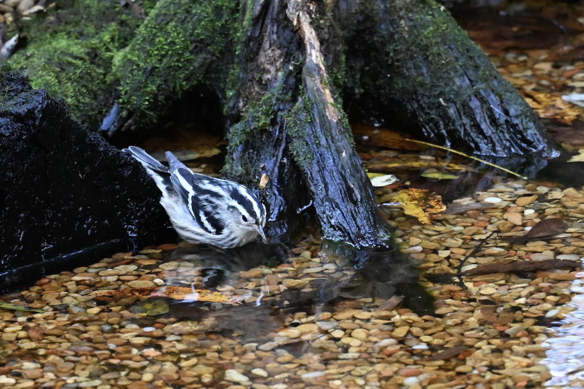 Black-and-white Warbler - ML642688675