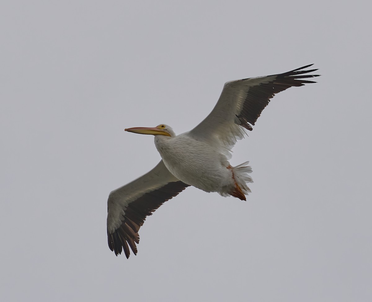 American White Pelican - ML642688677