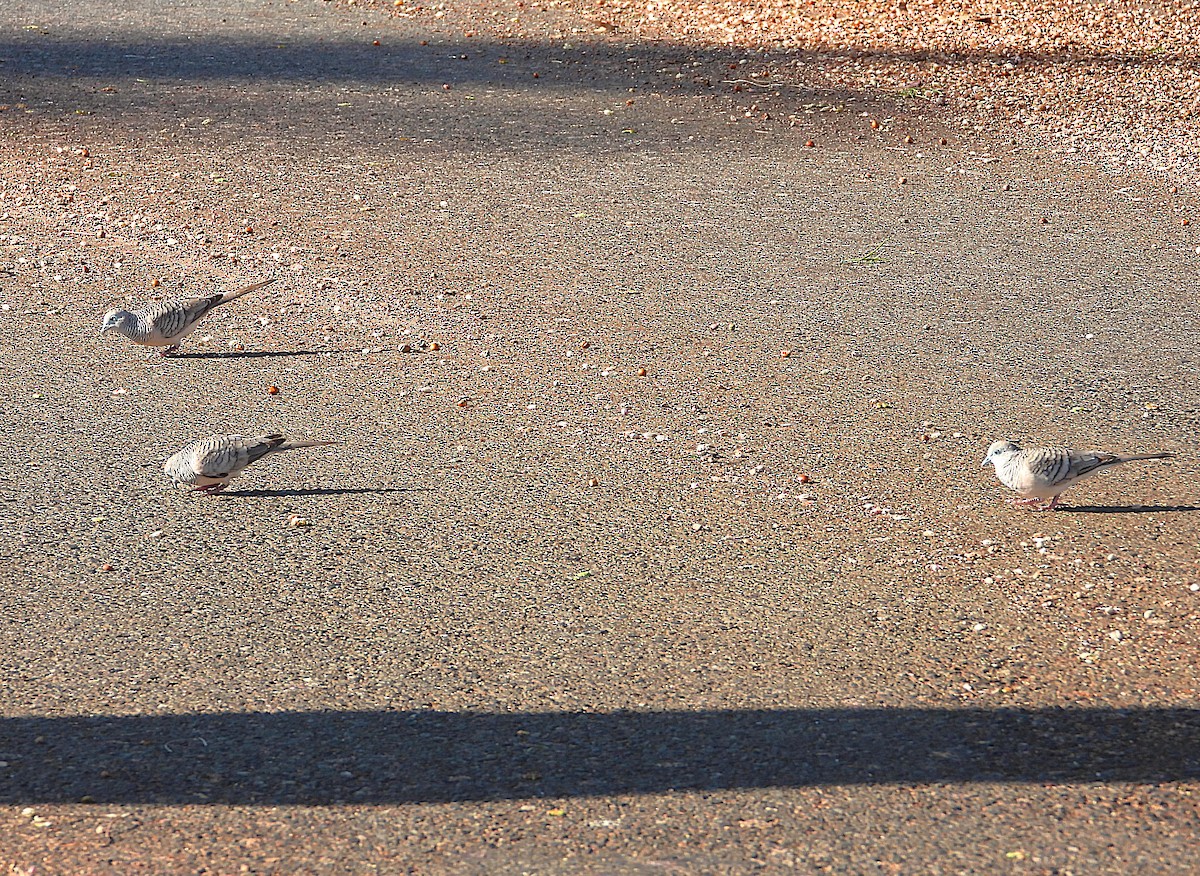 Peaceful Dove - ML642688678
