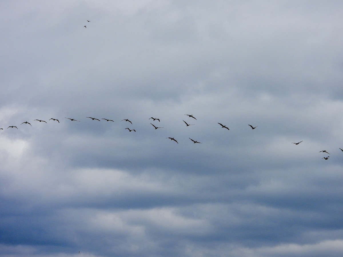 Brown Pelican - ML642688679