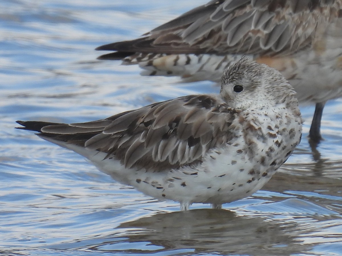 Great Knot - ML642688680