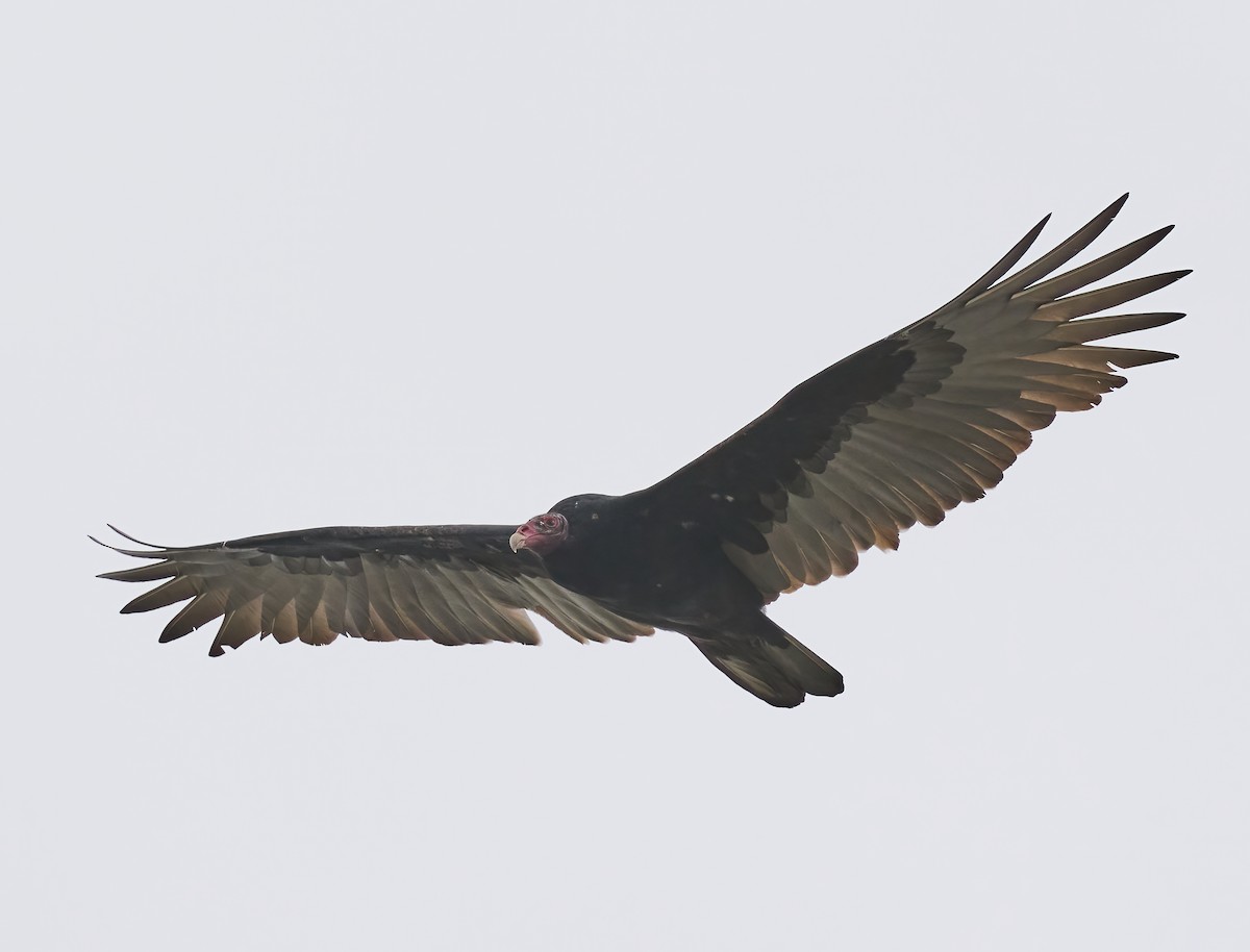 Turkey Vulture - ML642688682