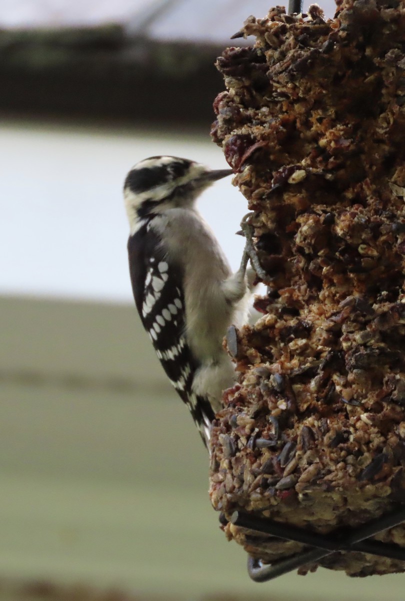 Downy Woodpecker - ML642688685