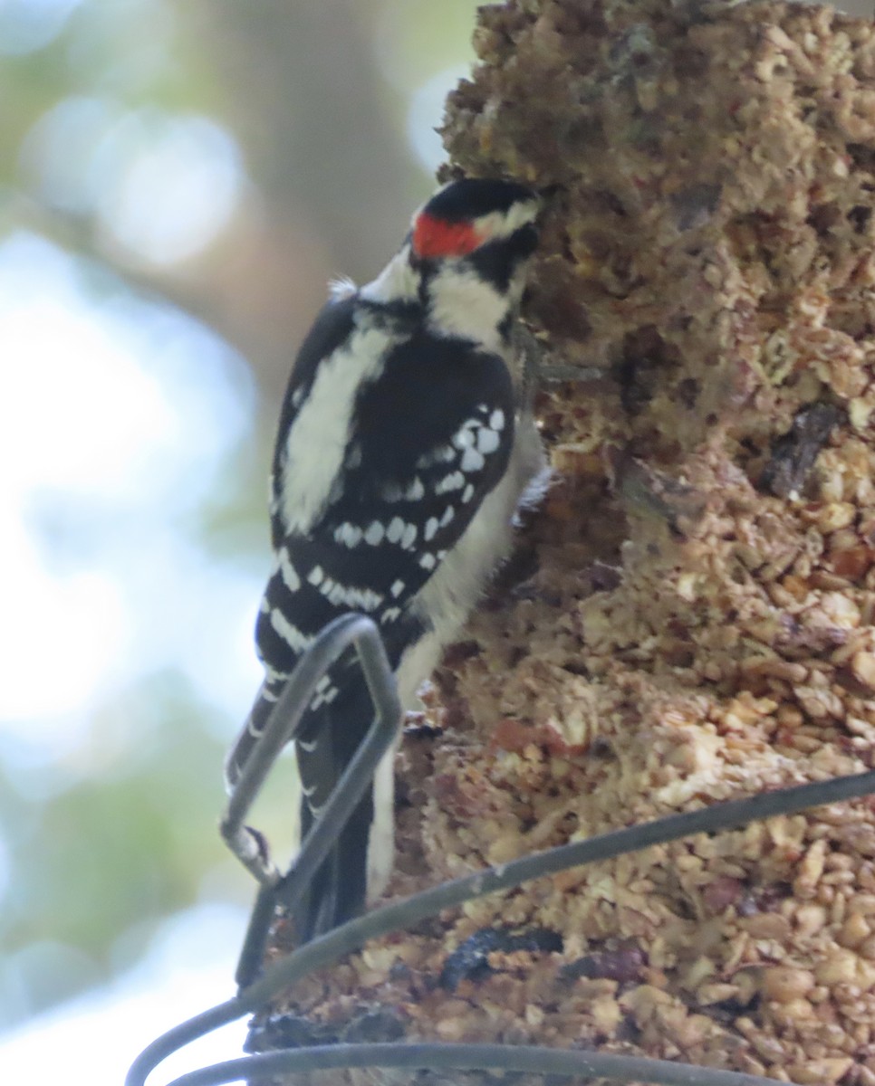Downy Woodpecker - ML642688687