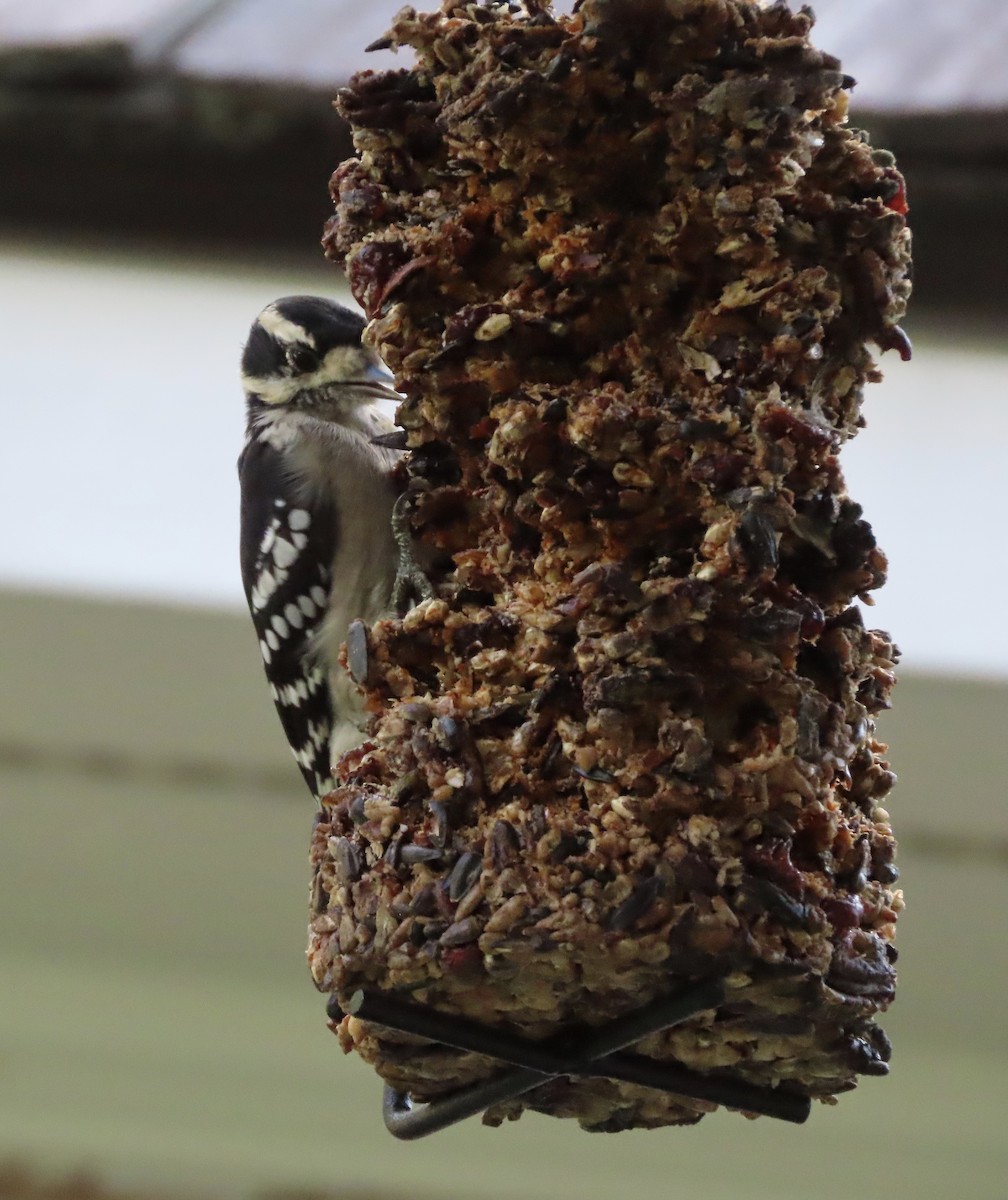 Downy Woodpecker - ML642688688