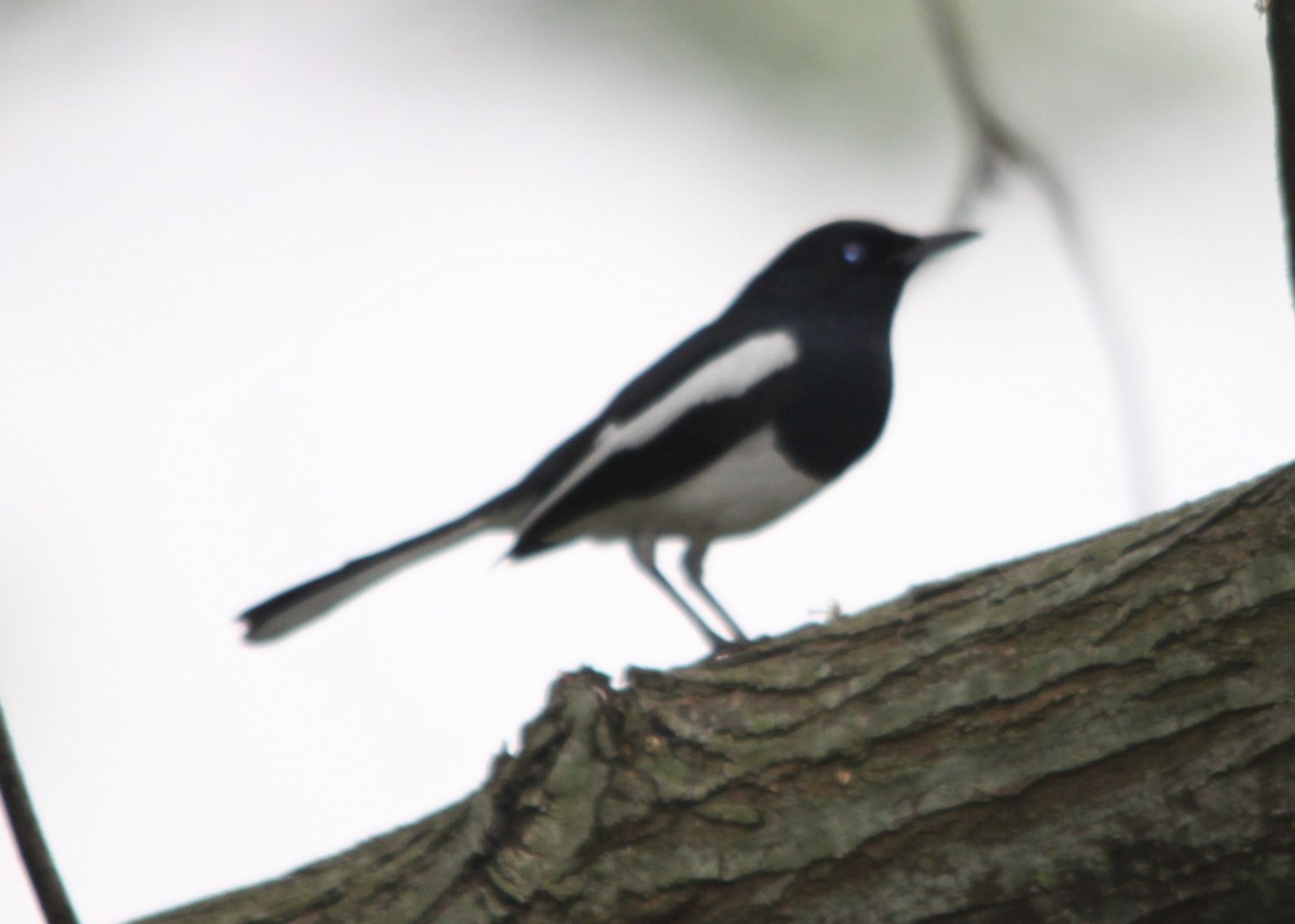Oriental Magpie-Robin (Oriental) - ML642688699