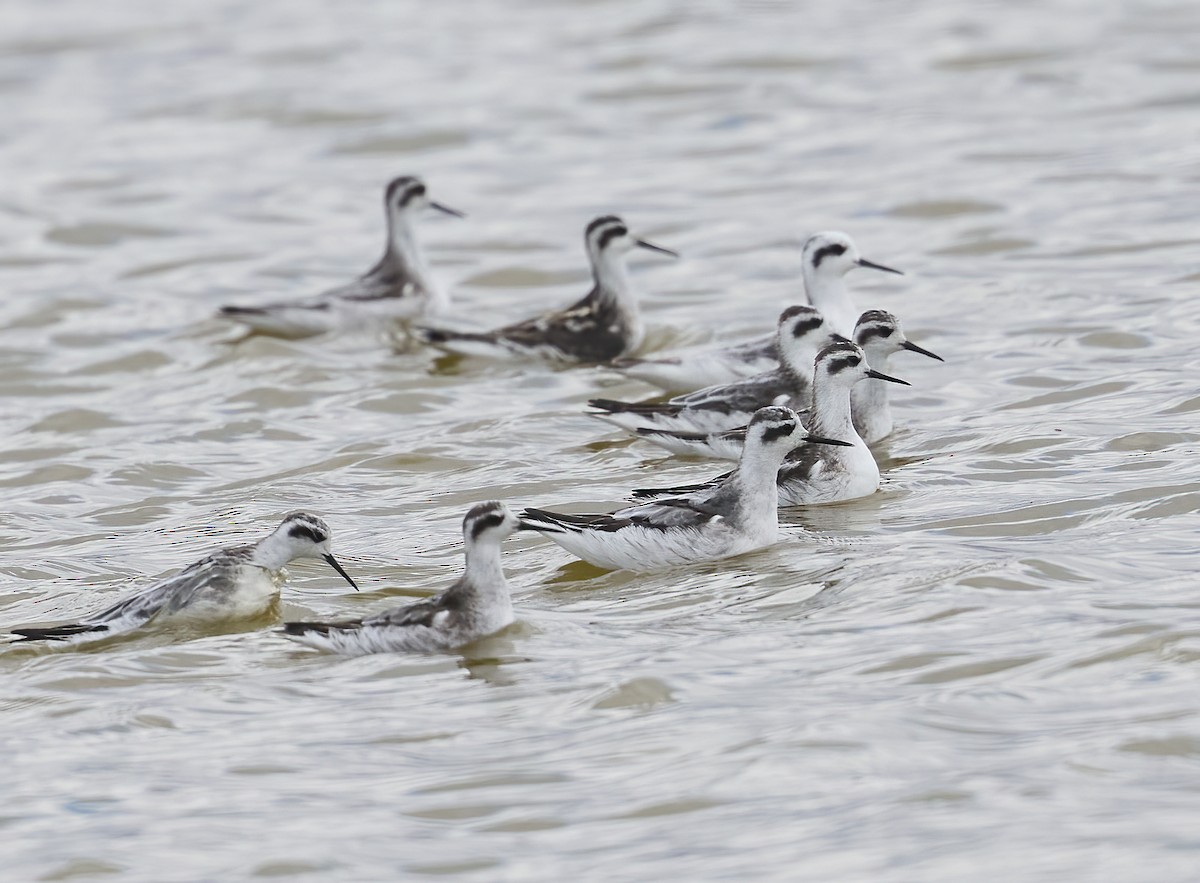 Red-necked Phalarope - ML642688702