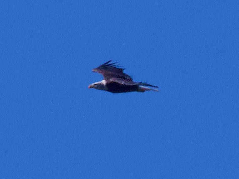 Bald Eagle - ML642688704