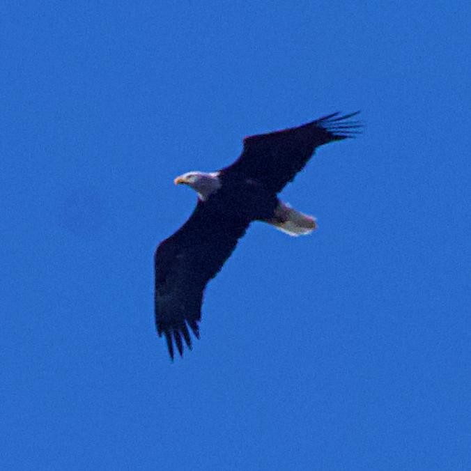 Bald Eagle - ML642688705