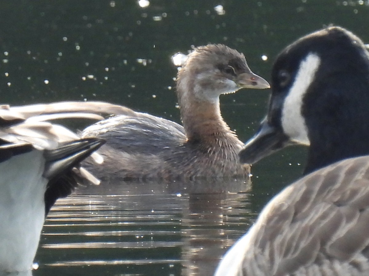 Pied-billed Grebe - ML642688710