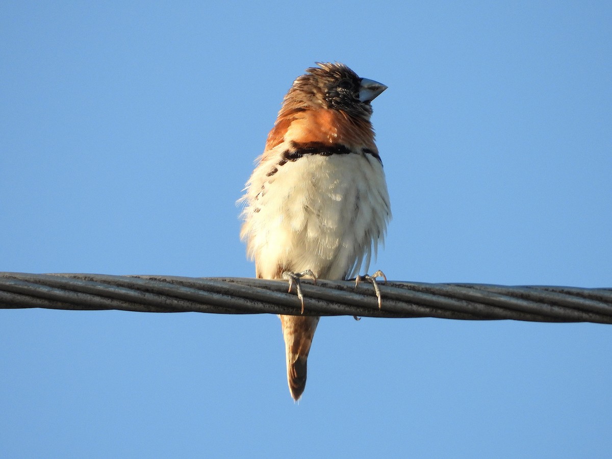 Chestnut-breasted Munia - ML642688711