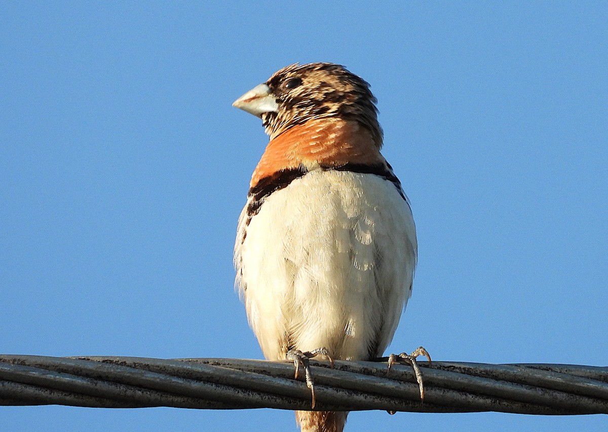 Chestnut-breasted Munia - ML642688715