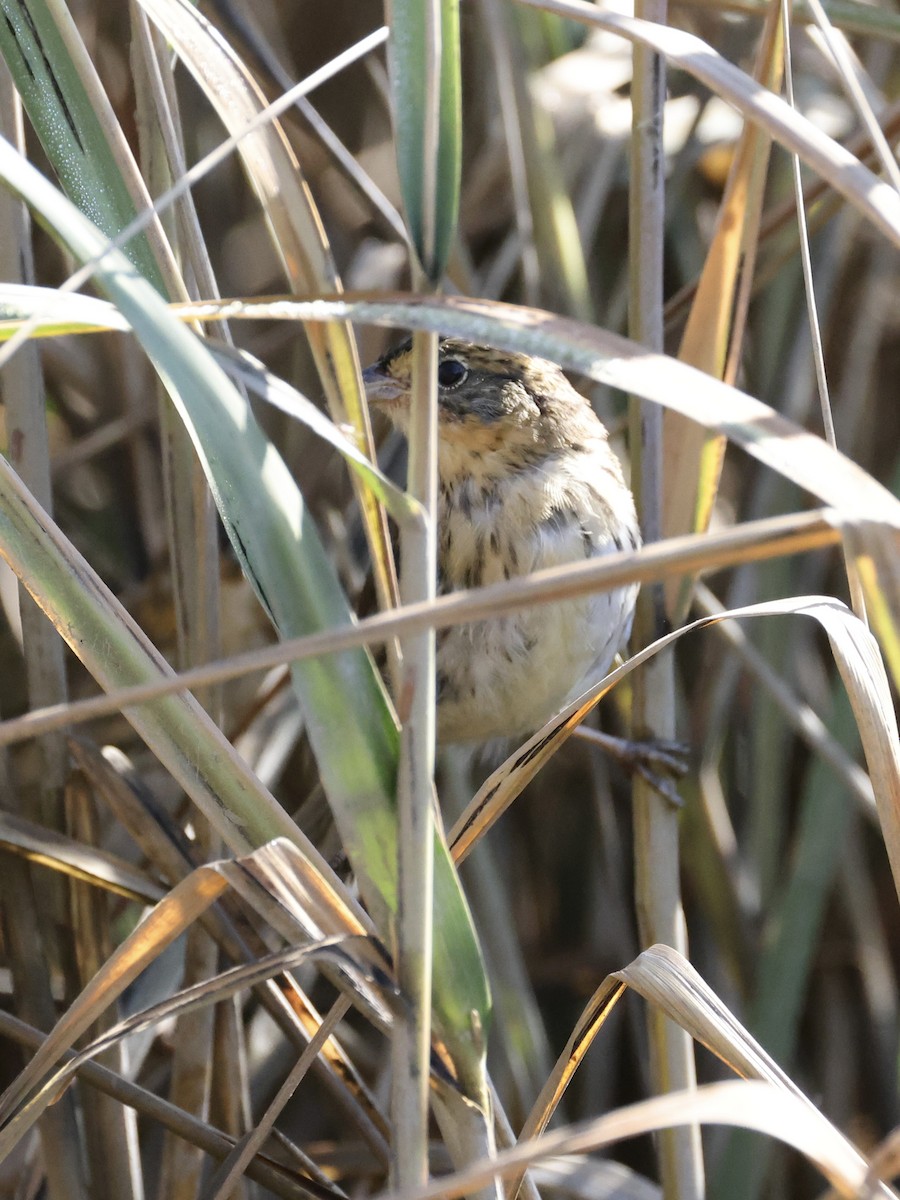 Saltmarsh Sparrow - ML642688717