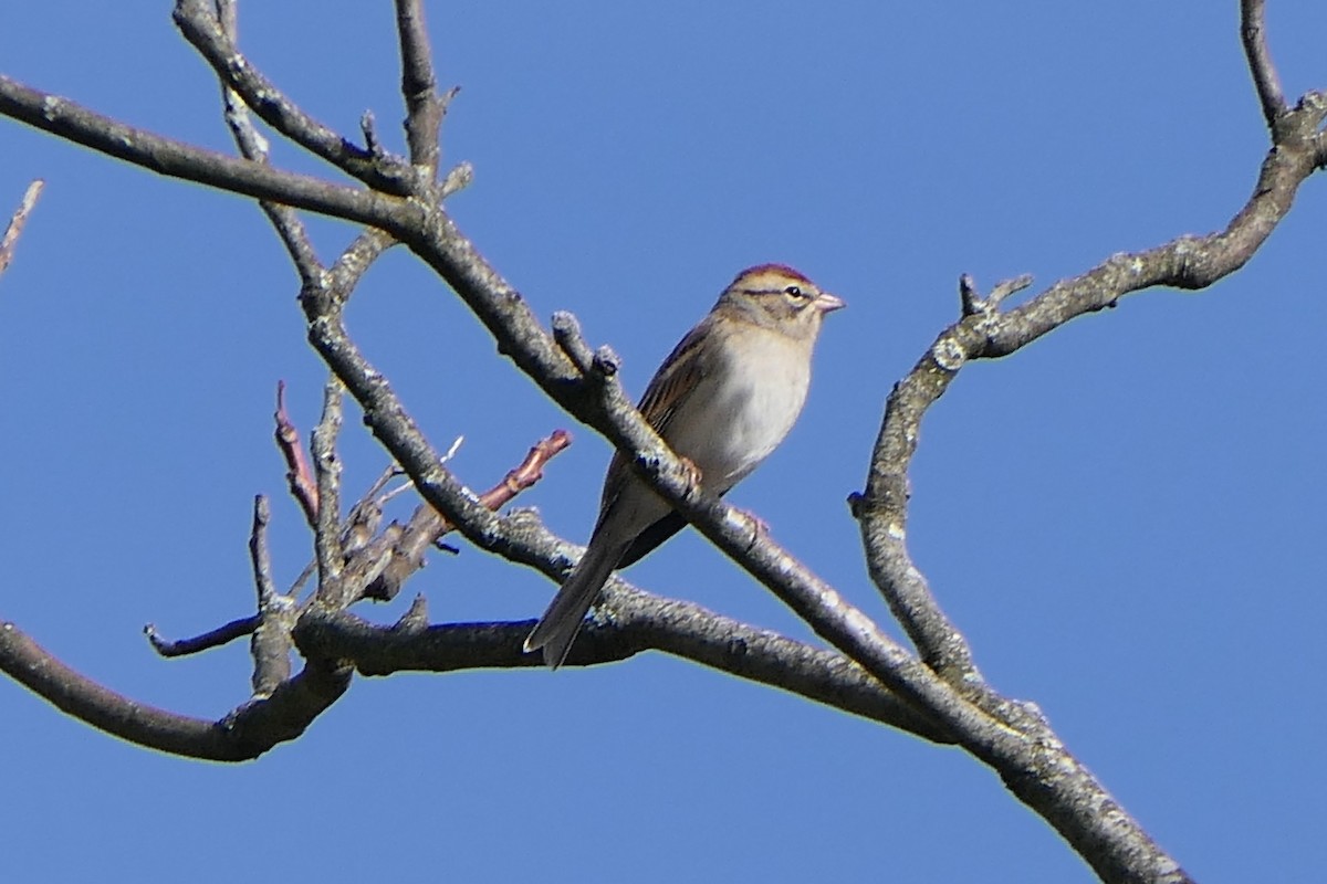 Карнатка білоброва - ML642688766