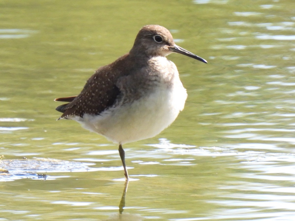 Solitary Sandpiper - ML642688767