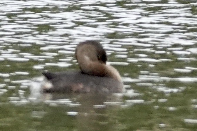 Pied-billed Grebe - ML642688776
