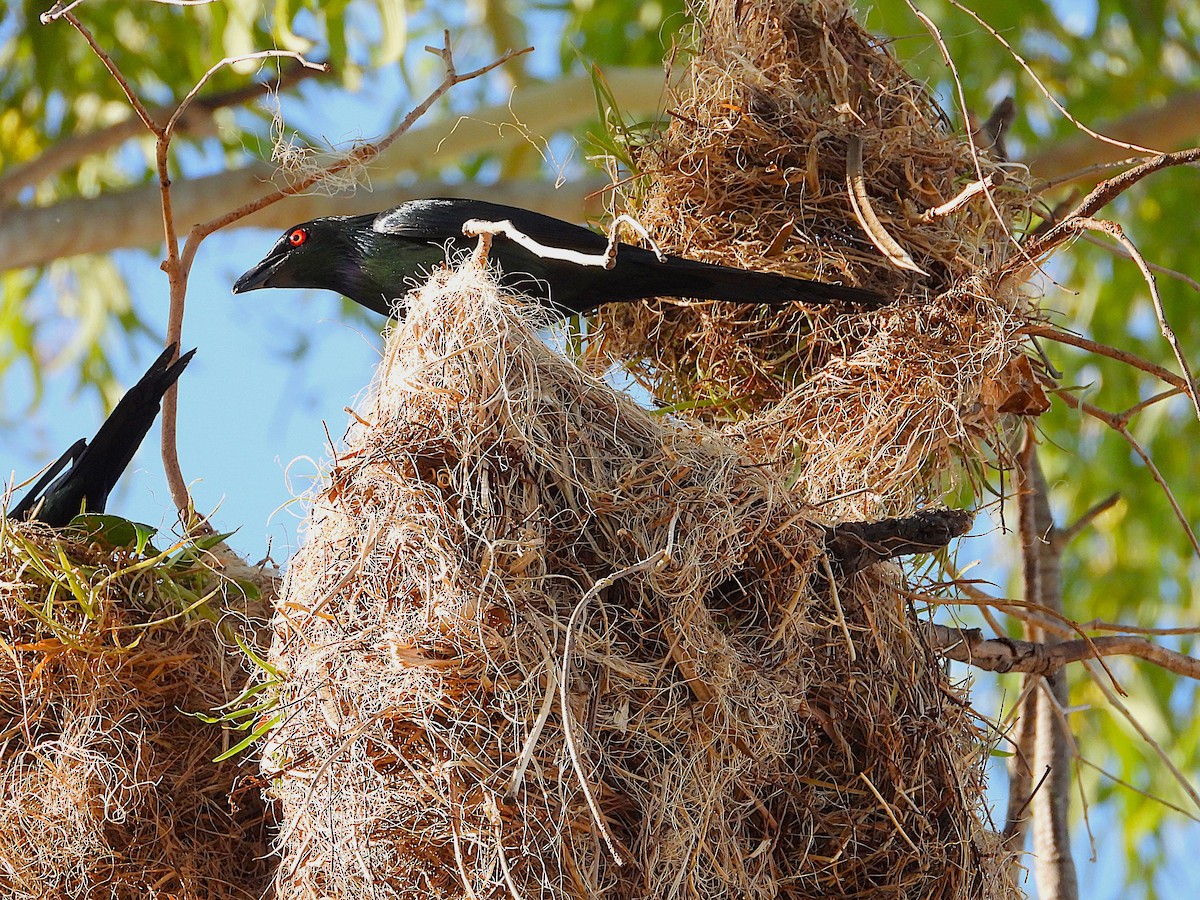 Metallic Starling - ML642688778
